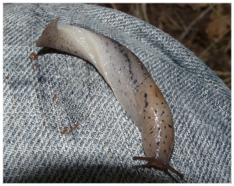 Alcuni Limax millepunctatus dal Gargano (FG)